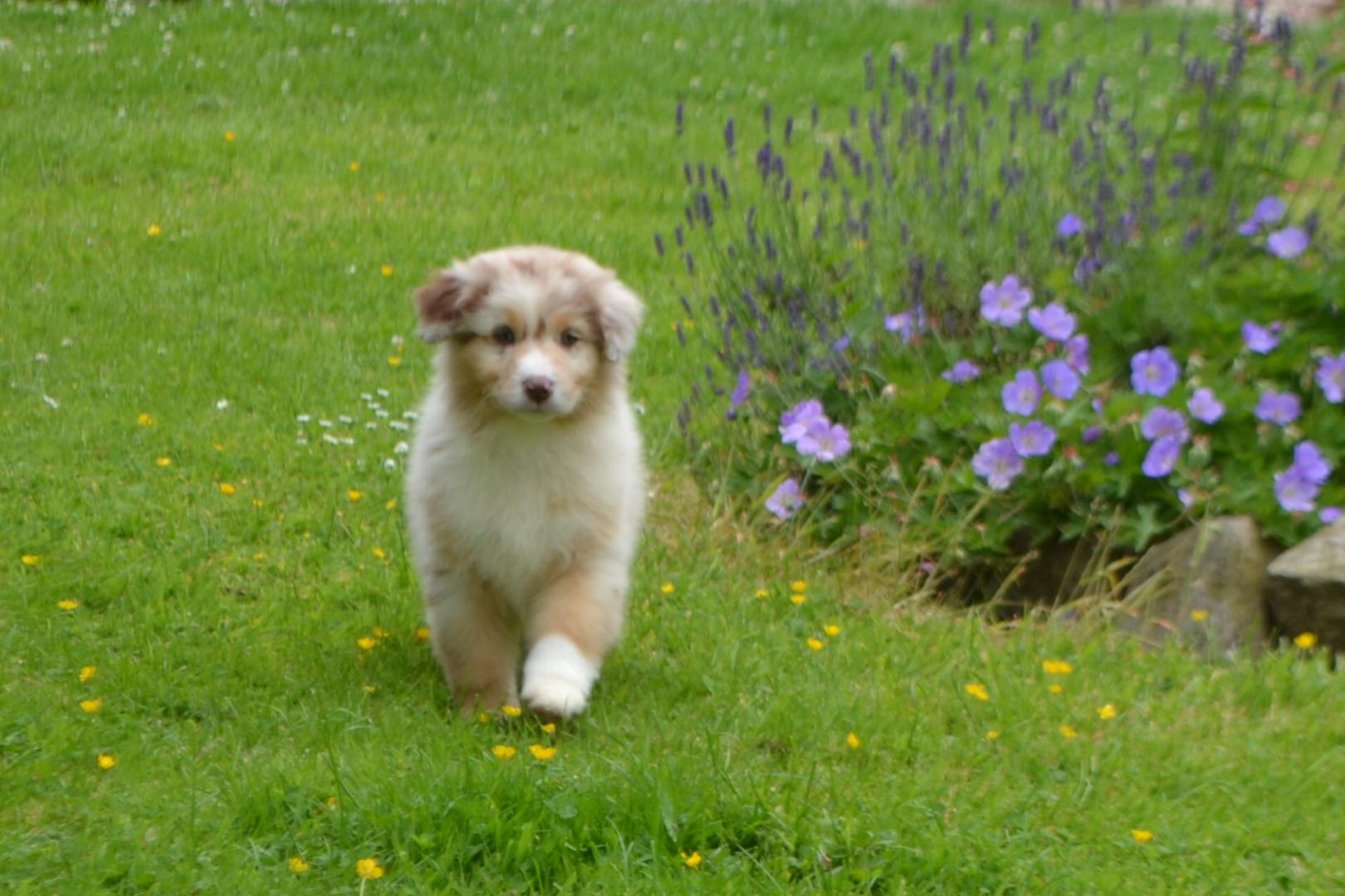 Mes Races Nord Pas De Calais Domaine Du Hameau Du Fayel