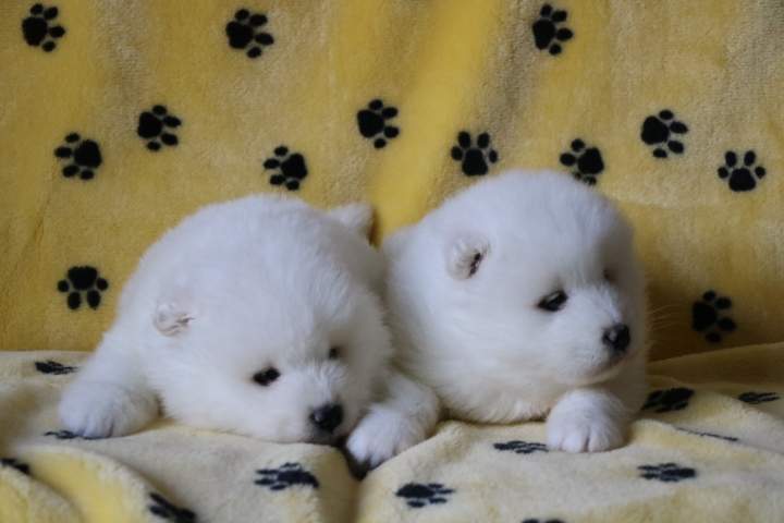 Portées de chiots Étaples