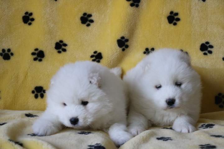 Portées de chiots Étaples