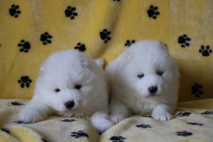 Éleveur de chiots Étaples