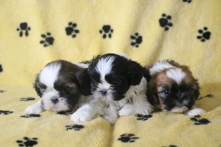 Portée de Shih Tzu Étaples