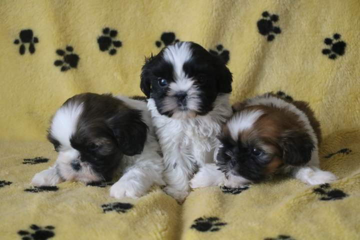 Chiot Shih Tzu à vendre Étaples