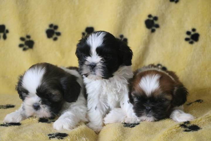 Chiot Shih Tzu à vendre Étaples