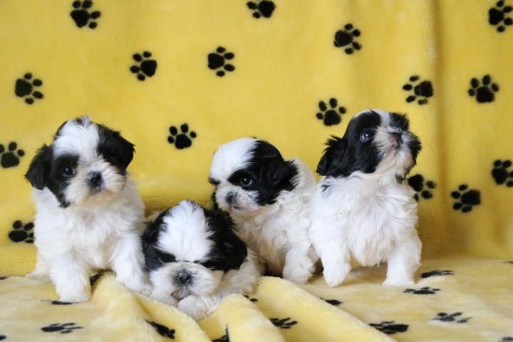 Acheter un chiot Shih Tzu Étaples
