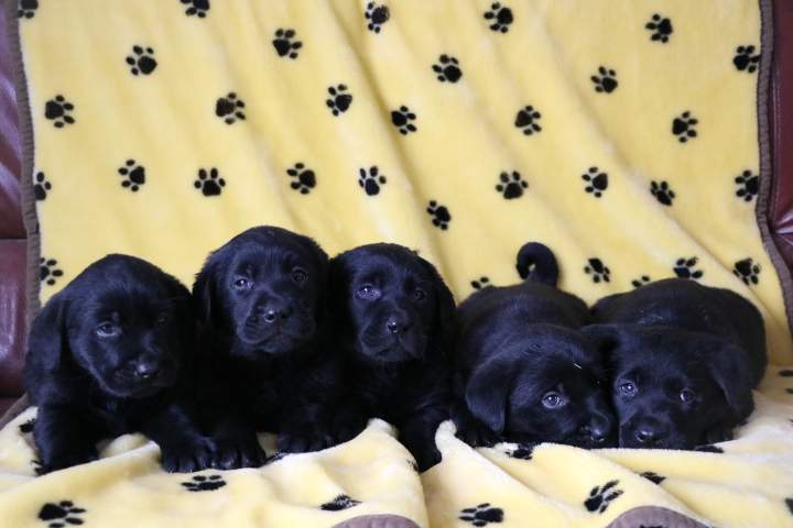Chiot Labrador à vendre Étaples