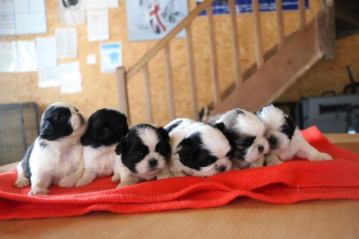 Élevage Shih Tzu Étaples
