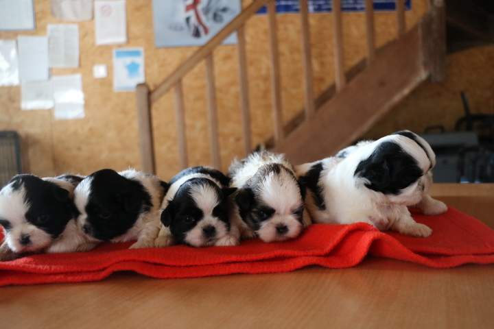 Élevage Shih Tzu Étaples