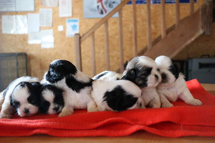 Shih Tzu LOF Étaples