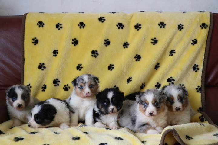 Chiot Berger Australien à vendre Étaples