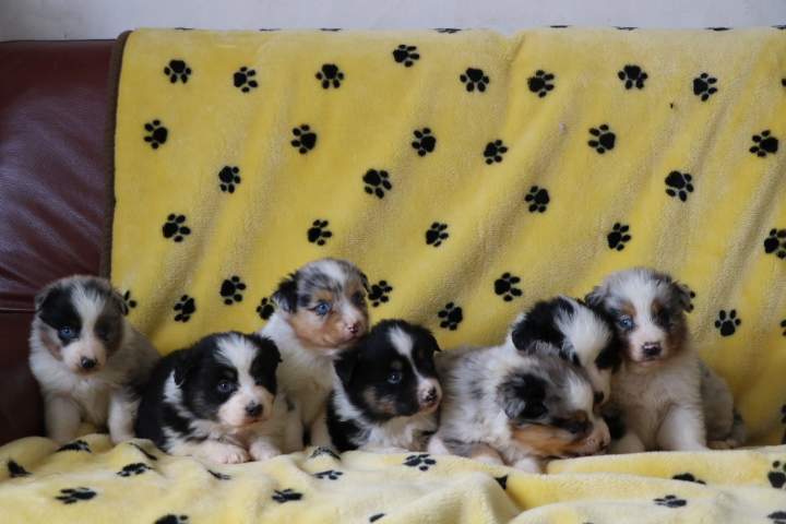 Chiot Berger Australien à vendre Étaples