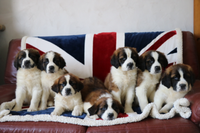 Chiot Saint-Bernard à vendre Étaples