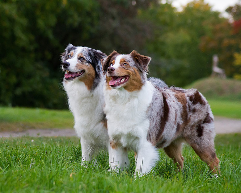 Certificat d'engagement et de connaissance
