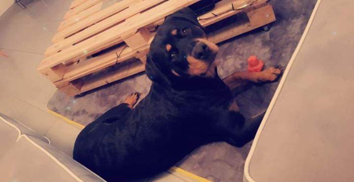 Achat de chiot Étaples      