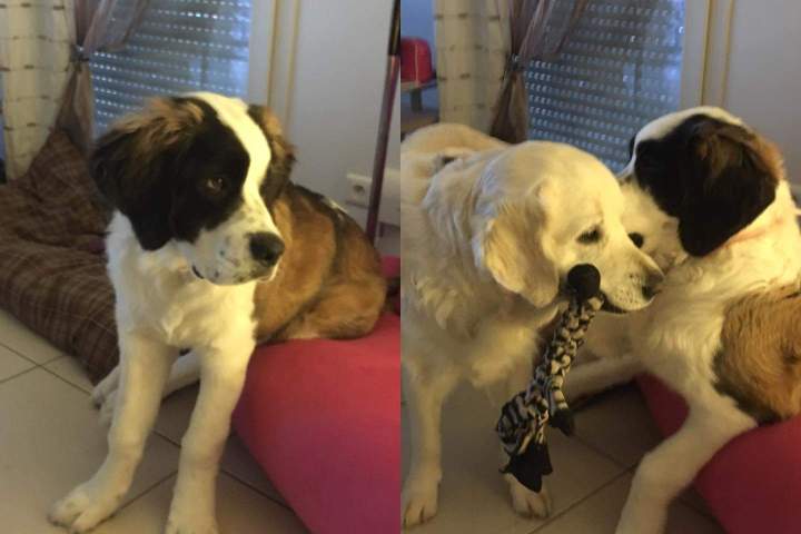 Achat de chiot Étaples     