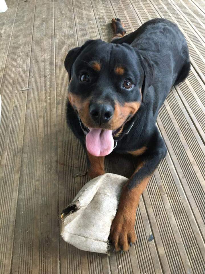 Achat de chiot Étaples   