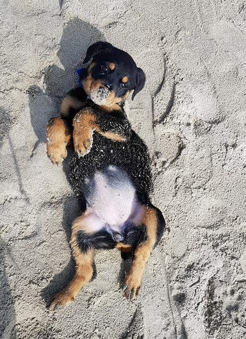 Achat de chiot Étaples  