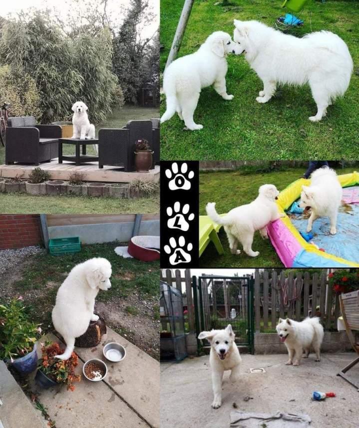 Achat de chiot Étaples