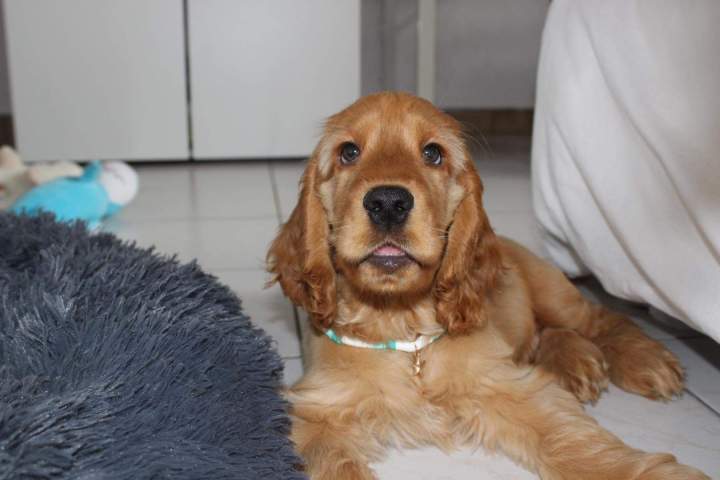 Achat de chiot Étaples