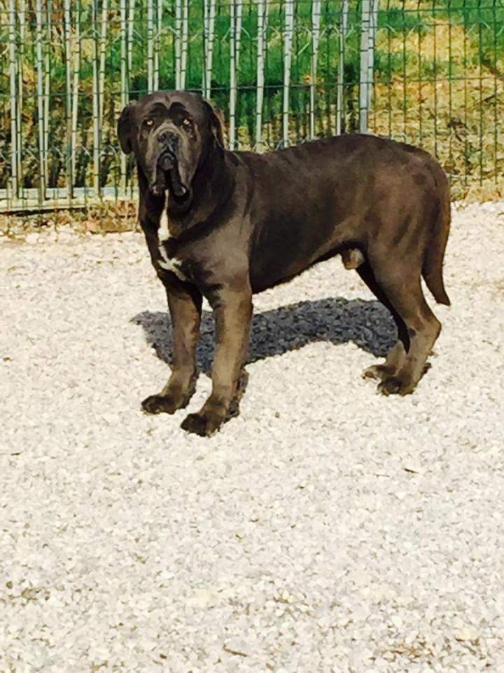 Acheter un Cane Corso Étaples