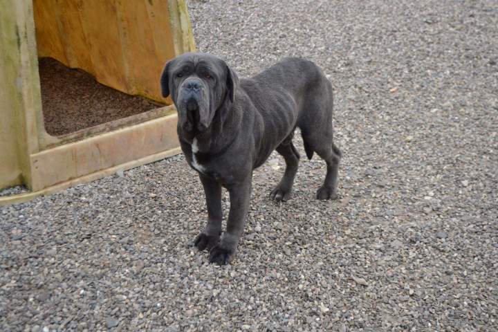 Acheter un Cane Corso Étaples