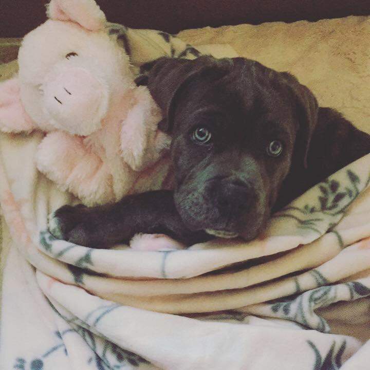 Acheter un Cane Corso Étaples