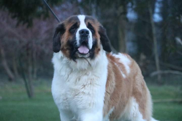 Acheter un chien Saint Bernard Étaples