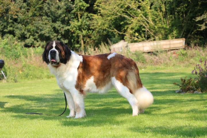 Acheter un chien Saint Bernard Étaples