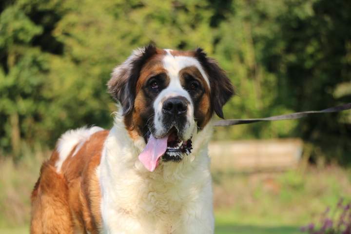 Acheter un chien Saint Bernard Étaples