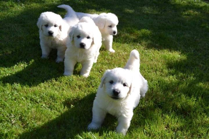 Acheter un chiot Berger de Podhale Étaples