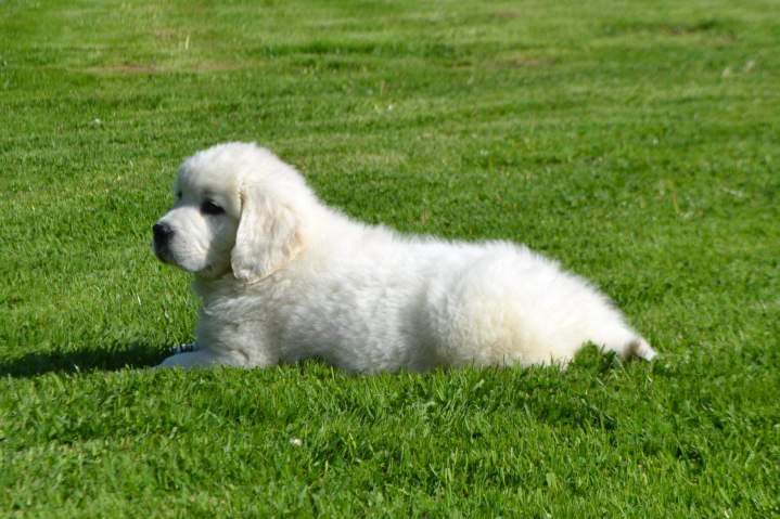 Acheter un chiot Berger de Podhale Étaples