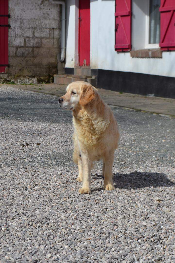 Acheter un chiot Golden Retriever Étaples