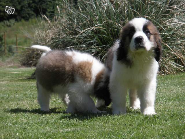Acheter un chiot Saint Bernard Étaples