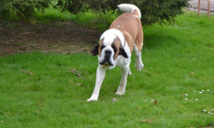 Acheter un chiot Saint Bernard Étaples