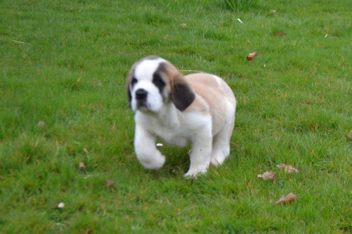 Acheter un chiot Saint Bernard Étaples