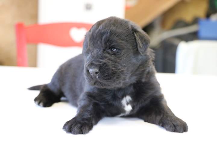 Acheter un chiot Terre Neuve Étaples