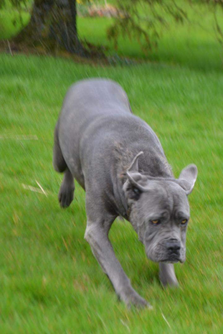 Adoption Cane Corso Étaples