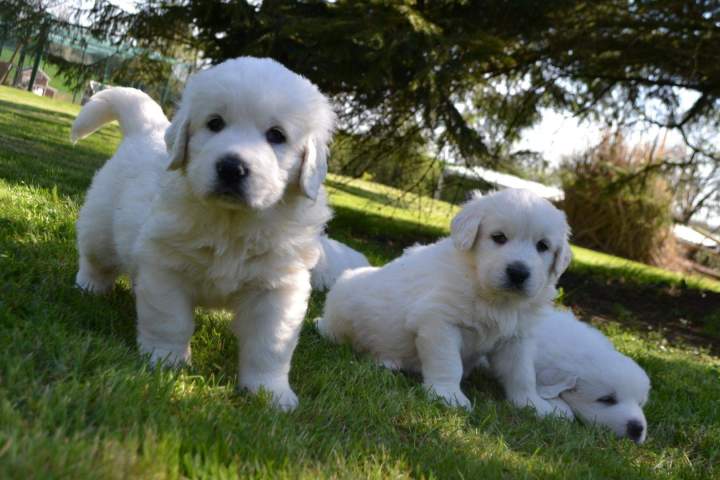 Adoption de chiot Berger de Podhale Étaples
