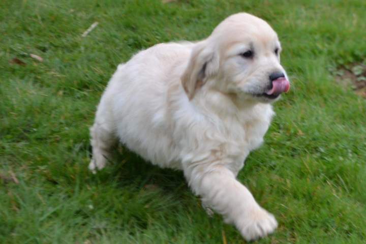 Adoption de chiot Golden Retriever Étaples