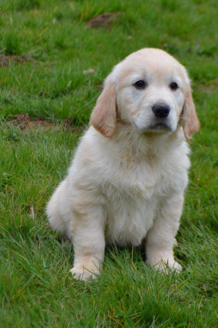 Adoption de chiot Golden Retriever Étaples