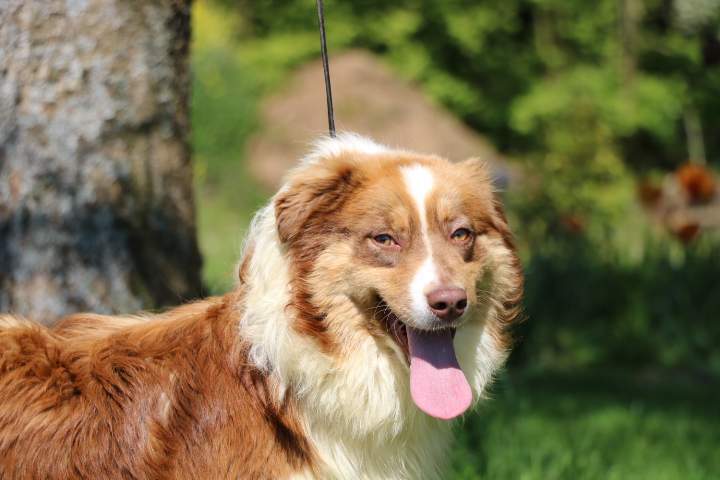 Chien de reproduction Berger Australien Étaples