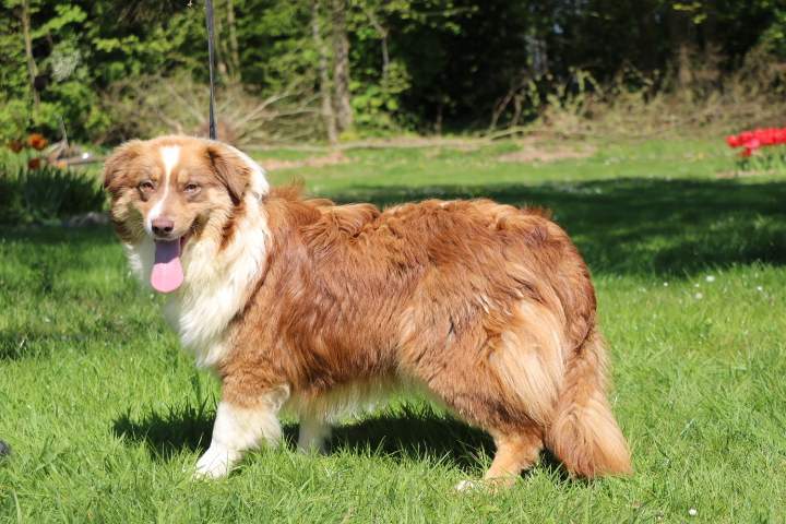 Chien de reproduction Berger Australien Étaples