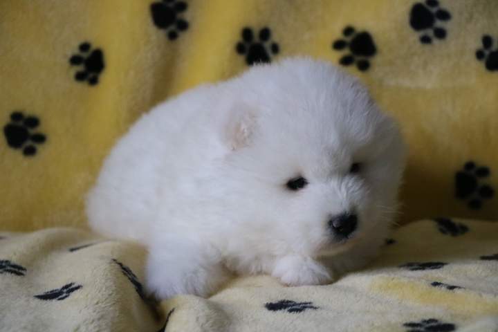 Vente de chiots Étaples