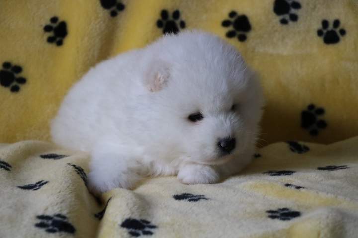 Vente de chiots Étaples