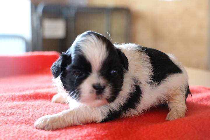 Éleveur de Shih Tzu Étaples