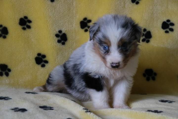 Acheter un chiot Berger Australien Étaples