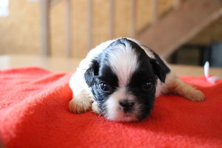 Portée de Shih Tzu Étaples