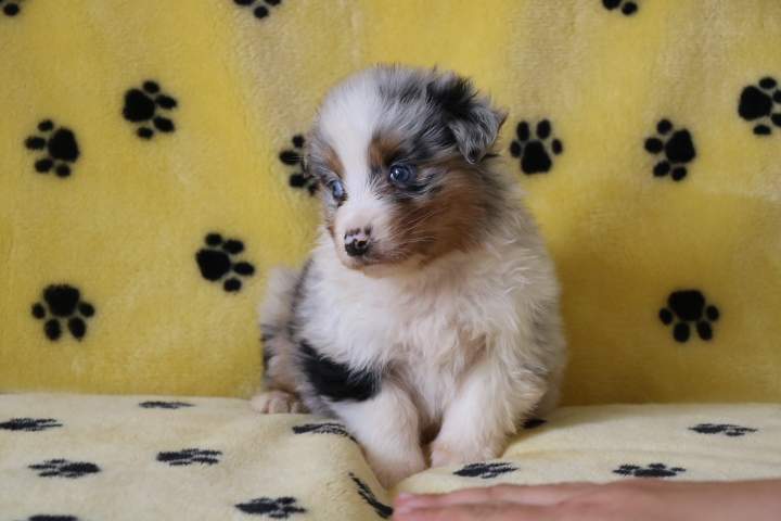 Acheter un chiot Berger Australien Étaples