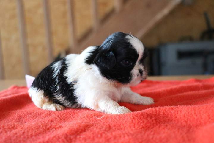 Portée de Shih Tzu Étaples