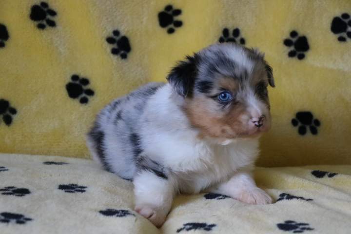 Adoption de chiot Berger Australien Étaples