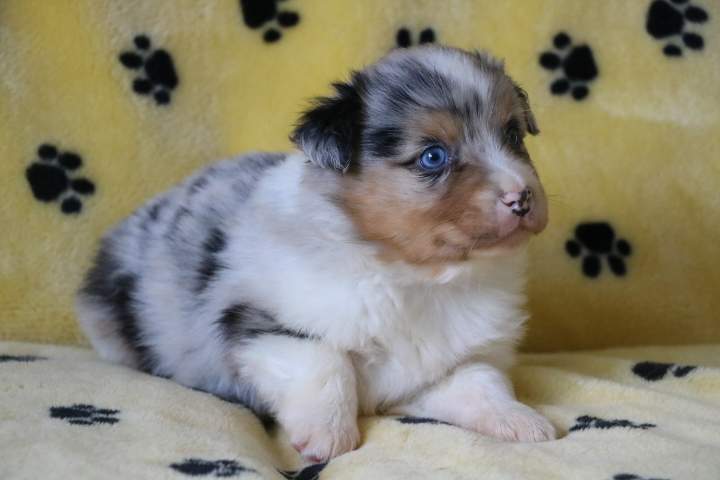 Adoption de chiot Berger Australien Étaples